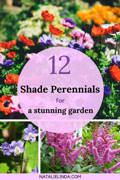 These beautiful shade perennials are the perfect addition to shade gardens! Use them as ground cover, landscape borders, and to brighten up sheltered areas of your yard! Part Shade Perennials, Annuals Vs Perennials, Shade Loving Perennials, Landscape Borders, Shade Gardens, Shade Garden Plants, Best Perennials, Sun Perennials, Shade Flowers