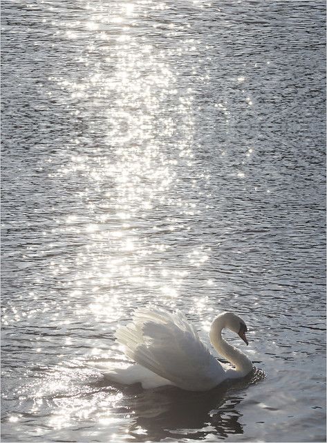 Swans, Swan Wallpaper, Barbie Swan Lake, Swan Princess, Photographie Inspo, White Swan, Swan Lake, Ethereal Art, Nature Aesthetic