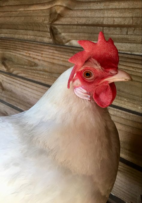 Leghorn Chicken, Chicken Pics, Animal Tips, Leghorn Chickens, Chicken Tractors, Diy Chicken, Hobby Farm, Chicken Diy, Down On The Farm