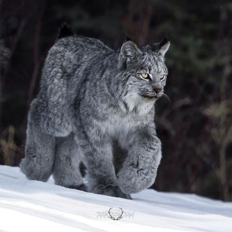 Meet The Canada Lynx Cat That Might Be The Floofiest Grumpiest Kitty Ever | Bored Panda Rare Animals, Unique Wild Animals, Animal Art Reference, Fictional Animals, Animal Poses, Canada Lynx, Animale Rare, Pretty Animals, Majestic Animals