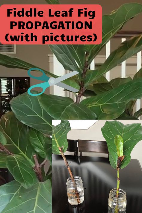 Fiddle Leaf Propagation In Water, Fiddle Leaf Fig Care Tips, Best Pot For Fiddle Leaf Tree, Fiddle Leaf Fig Plant Care, Fiddle Leave Fig Tree, Fiddle Leaf Fig Bonsai, How To Care For A Fiddle Leaf Plant, Prune Fiddle Leaf Tree, Tall Fiddle Leaf Tree