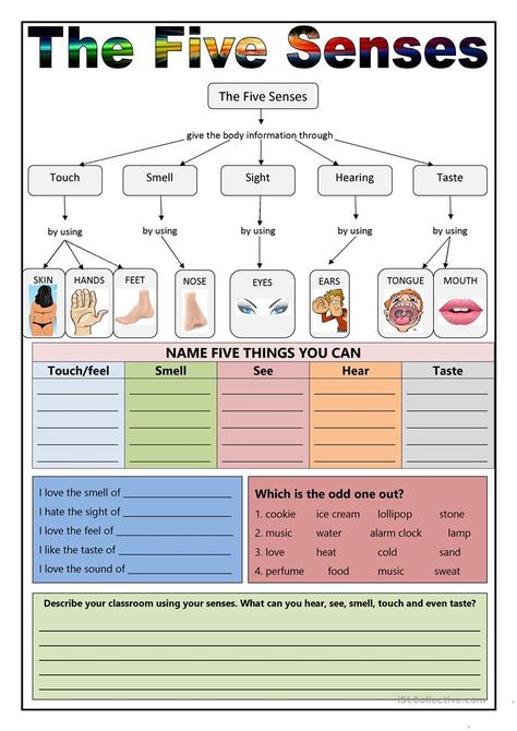 5 Senses Worksheet, Five Senses Worksheet, Spring Sensory, 5 Senses Activities, Human Body Worksheets, Senses Preschool, The 5 Senses, Senses Activities, The Five Senses