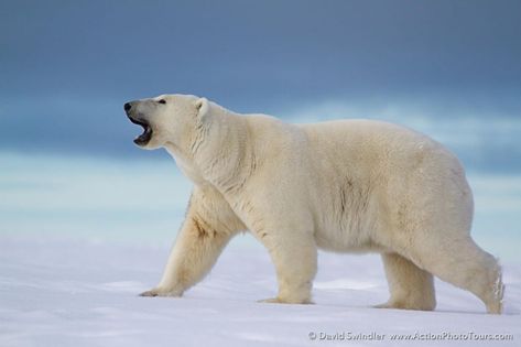 Polar Bears, White Polar Bear, Bear Photos, Cat Coloring Page, Aquatic Animals, Bear Wallpaper, Animal Sketches, Animals Of The World, Animal Wallpaper