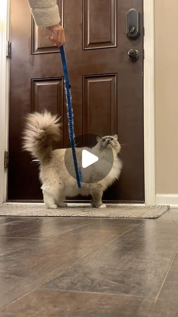 Funny Kittens, Nature, Funny Ragdoll Cats, Funny Cute Cat Pictures, Baby Kitten Videos, Cute Cats Videos, Adorable Kittens Funny, Cute Fluffy Kittens, Cat Videos Funny