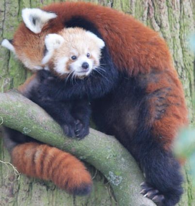 Red Panda with baby Pandas, Red Pandas, Nature, Baby Red Panda, Panda Babies, Red Panda Baby, Red Giant, Baby Red, Love Quotes For Him Romantic