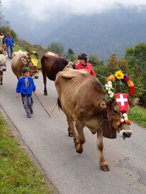 Winterthur, Swiss Traditions, Switzerland Countryside, Swiss Culture, Swiss Cows, Swiss Landscape, Plant Paradox, Swiss Chalet, Travel Wishlist