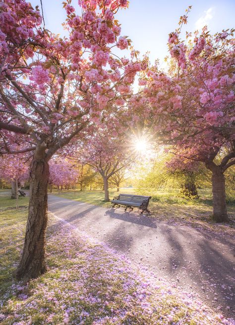 Beautiful Spring Landscapes, Nature, Season Spring Nature, Spring Photo Aesthetic, Romantic Spring Aesthetic, Season Aesthetic Spring, Spring Aesthetic City, Aesthetic Spring Pictures, Beautiful Spring Pictures