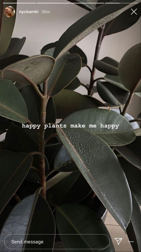 happy plants make me happy Sunset Quotes Instagram, Instagram Picture Quotes, Aesthetic Lifestyle, Fotografi Editorial, Instagram Inspiration Posts, Story Ideas Pictures, Cool Instagram, Instagram My Story, Plant Aesthetic