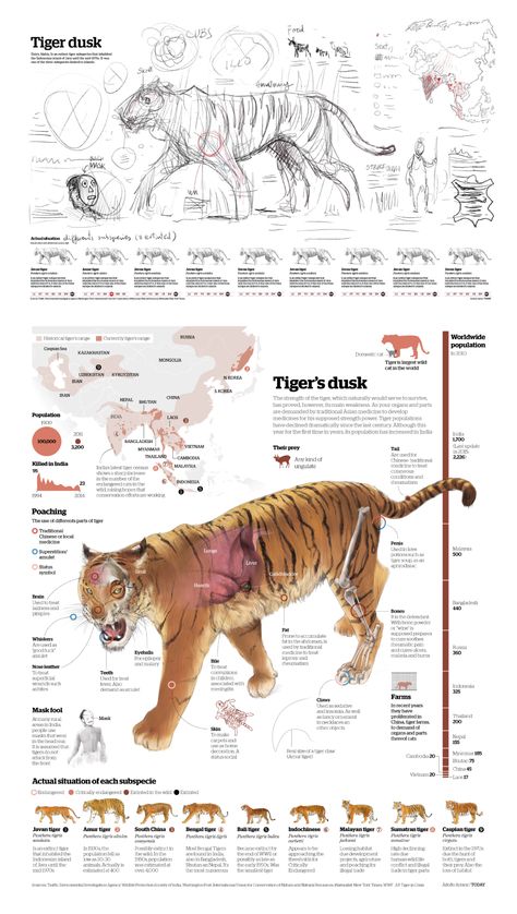 News Paper Design, Value Composition, Animal Infographic, Scientific Poster, Info Board, Data Visualization Design, Infographic Poster, Science Illustration, Infographic Illustration