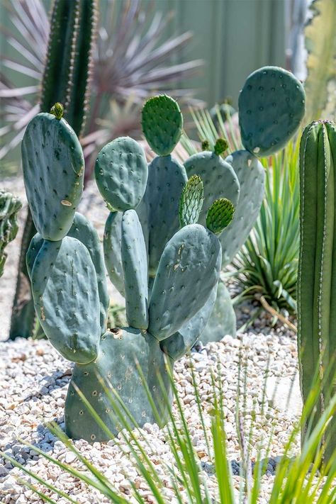 7 plants perfect for a Palm Springs garden | Better Homes and Gardens Cactus Without Thorns, Palm Springs Cactus Garden, Cactus Plants Outdoor, Palm Springs Garden, Palm Springs Landscaping, Cactus Ideas, Yucca Rostrata, Succulent Landscape Design, Ideas For Garden