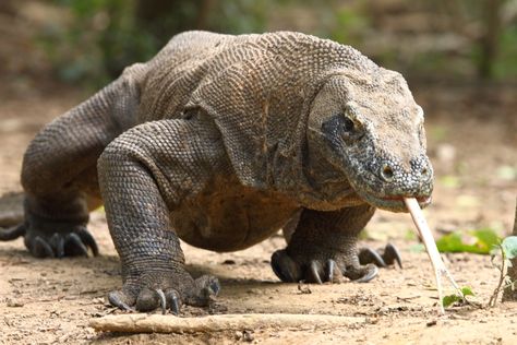 Komodo dragon (Varanus komodoensis) (sw. Komodovaran). It's the largest now living lizard with a length of 2--3 meters, and a weight of about 70 kilos. Komodo Dragons, Komodo National Park, Komodo, Scariest Monsters, Dragon Facts, Big Lizard, Book Deal, Monitor Lizard, Komodo Island