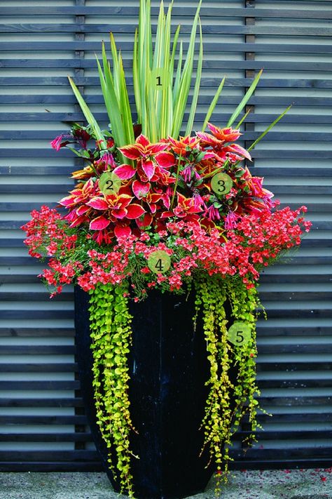 #CompleteLandscapingService www.completelandscapingservice.com We can help you achieve this look for your commercial property. Front Porch Flower Pots, Front Porch Flowers, Summer Planter, Tanaman Pot, Porch Plants, Porch Flowers, Container Garden Design, Creeping Jenny, Red Plants