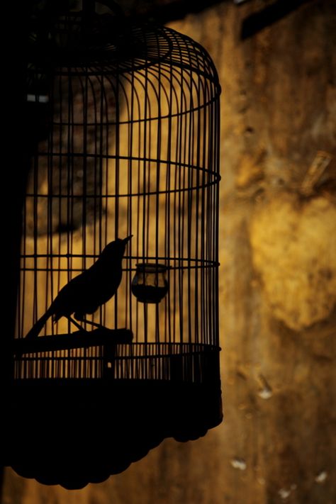 calmapparente:    “In a cage” by Tashi Delek Anders Dragon Age, Flying Bird Silhouette, Bird In A Cage, The Caged Bird Sings, Shadow Silhouette, Bird Silhouette, Arte Obscura, Bird Cages, Arte Fantasy