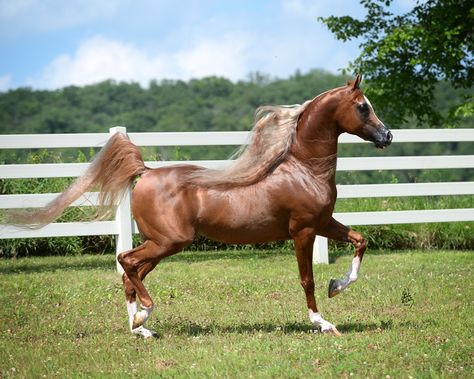 Beautiful Horses Rare, Sitting Trot, Arabic Horse, Arabian Stallions, Beautiful Arabian Horses, Western Pleasure, Most Beautiful Horses, Most Beautiful Animals, Majestic Horse