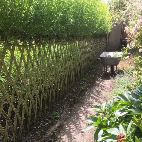 Garden Structures, Living Willow Fence, Cerca Natural, Willow Fence, Willow Garden, Living Willow, Natural Fence, Living Fence, Garden Fencing