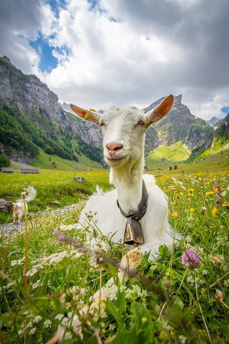 Cottagecore Switzerland, Switzerland Culture, Passover 2024, Swiss Cows, Forest Farm, Nature Living, Mountain Farm, Working Holiday, 9 Lives