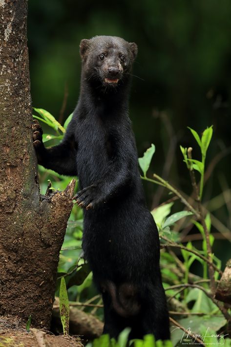 Tayra!! | Tayra in Costa Rica...I can't believe how lucky I … | Flickr Costa Rica, Nature, Animals In Costa Rica, Costa Rica Animals, Costa Rico, Spanish Projects, Wildlife Biologist, American Animals, Animal References