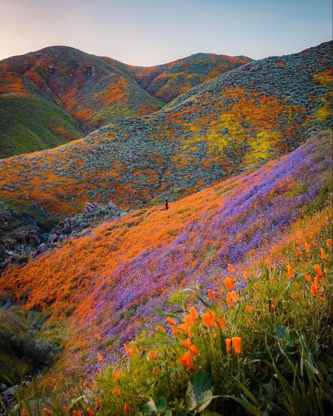 Super Bloom, Valley Of Flowers, Matka Natura, Belle Nature, Pretty Landscapes, Nature Aesthetic, The Hills, Flower Field, Pretty Places