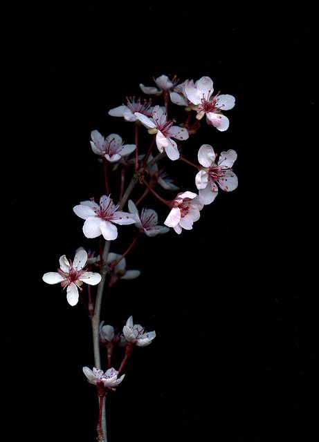 Prunus x cistena by horticultural art Black Flowers Wallpaper, Cherry Blossom Wallpaper, Flowery Wallpaper, Dark Flowers, Dark Wallpaper Iphone, Beautiful Flowers Wallpapers, Flower Phone Wallpaper, Black Flowers, Photography Wallpaper