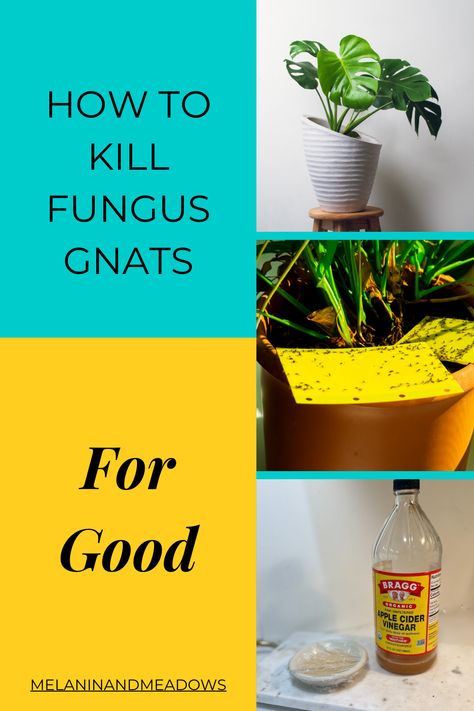 Say goodbye to pesky fungus gnats with these natural and effective tips! Eliminate these tiny flies that can damage your houseplants. From using sticky traps to making vinegar traps, these tips will help you keep your plants healthy. Check out this article for more information. #mmgreencare House Fly Traps, Making Vinegar, Diy Gnat Trap, Gnat Spray, Gnats In House Plants, Beginner Plants, Diy Fly Trap, How To Make Vinegar, Gnat Traps