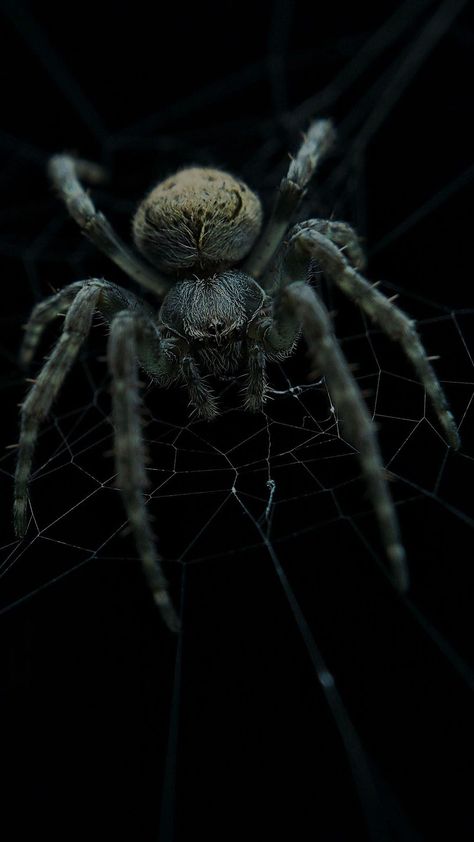 spider android, spider, wolf spider, arthropod, jumping spiders, android, arachnid, spiderweb, creepy, scary, insect, danger, trap, cobweb, eerie Spider Photo, Spider Wallpaper, Wolf Spider, Wild Animal Wallpaper, Pet Spider, Scary Animals, Hacker Wallpaper, Halloween Background, Animal Illustration Art