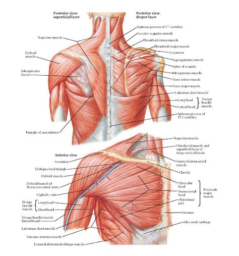 Muscles of Shoulder Anatomy   Spinous process of C7 vertebra, Levator scapulae muscle, Rhomboid minor muscle, Rhomboid major muscle, Acro... Shoulder Muscle Anatomy, Anatomi Dan Fisiologi, Shoulder Blade Muscles, Neck Muscle Anatomy, Supraspinatus Muscle, Muscular Anatomy, Infraspinatus Muscle, Body Muscle Anatomy, Shoulder Anatomy