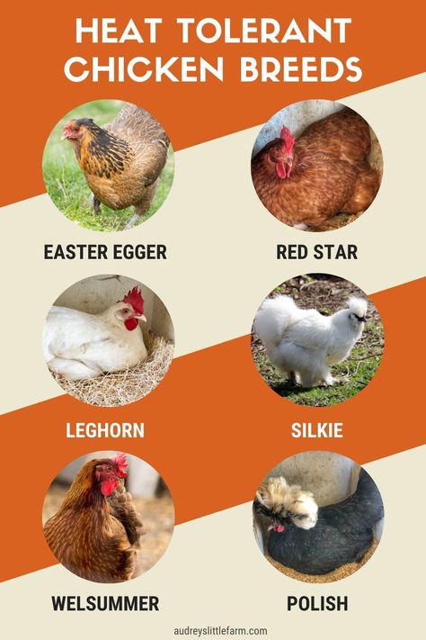 If you're looking for heat-tolerant chicken breeds some of the best ones to choose from are the Easter Egger, Leghorn, Welsummer, Red Star, Silkie, and Polish. These chickens will all handle the hot days of summer much better than other types of chickens. Permaculture, Breed Of Chickens, Easter Eggers Chickens, Heat Tolerant Chicken Breeds, Backyard Chicken Coop Ideas, Chicken Running, Chicken Backyard, Chicken Coop Backyard, Domestic Birds