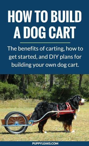 Teaching your dog how to pull a cart can be fun and practical. It's called dog carting, and it's not just for giant breed dogs. Here's the benefits of carting, how to get started with your dog, and plenty of DIY dog cart plans so you can build one of your own. #dogs #dogtips #dogexercise #diydogstuff via @puppyleaks Diy Dog Training, Dog Cart, Dogs Diy Projects, Dog Minding, Pull Cart, Easiest Dogs To Train, Dog Harnesses, Dog Exercise, Dog Hacks