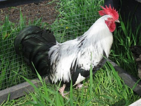 Top 10 Rare Heritage Chicken Breeds (and Why They're My Favourites) - PetHelpful - By fellow animal lovers and experts Rare Chicken Breeds, Heritage Chicken Breeds, Heritage Chickens, Poultry Breeds, Chicken Swing, Gourmet Meat, Day Old Chicks, Raising Backyard Chickens, Chicken Garden