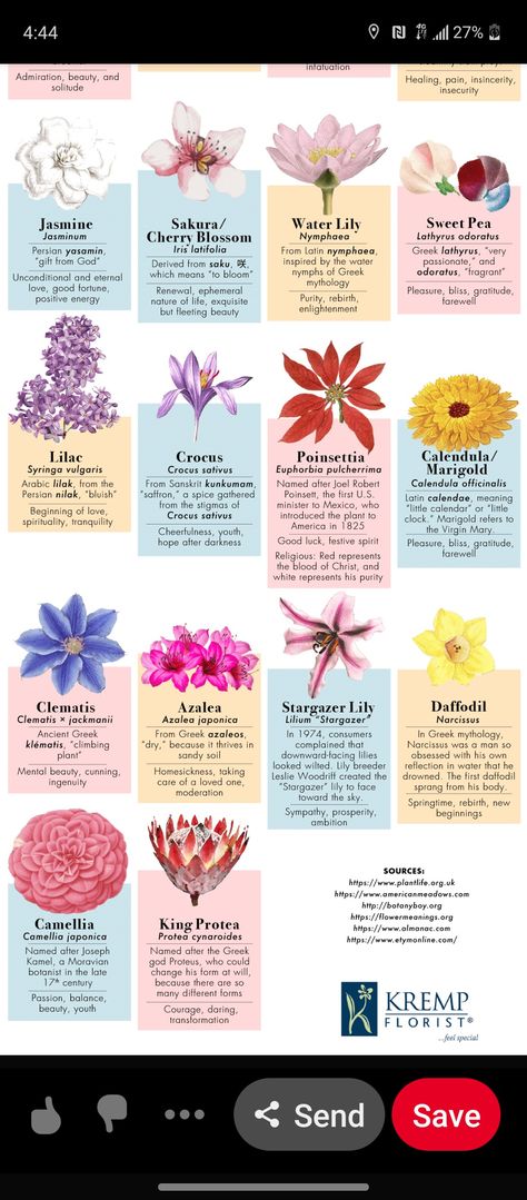 Flower Meaning New Beginning, Flower Colour Meaning, Flower Bouquet Meaning, Nature, What Do Different Flowers Mean, Flowers And Their Symbolism, Flowers That Mean Betrayal, Flowers That Mean Healing, Flower That Represents Strength