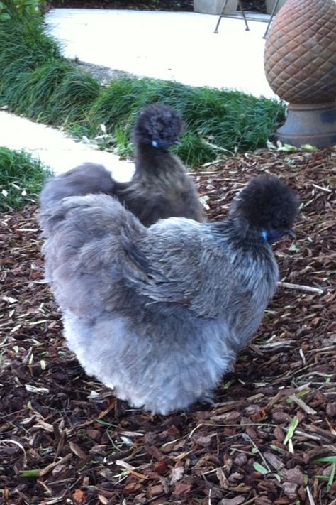 Silky chickens Silky Chickens, Fluffy Chickens, Bantam Chicken Breeds, Brahma Chicken, Fluffy Chicken, Live Chicken, Chicken Coloring, Bantam Chickens, Silkie Chickens