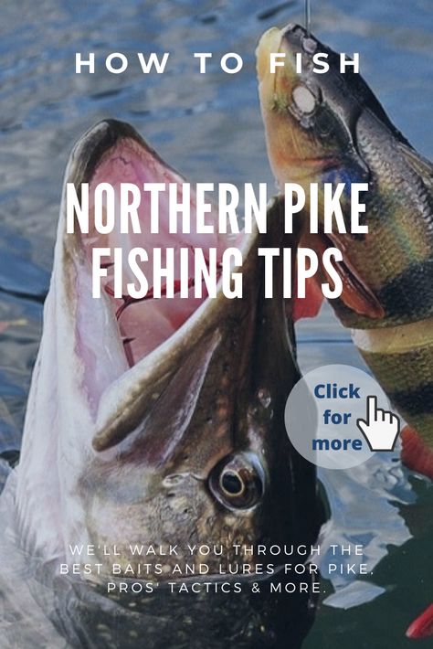 Our northern pike fishing tips will make you PRO! We'll walk you through the best baits and lures for pike, pros' tactics & more. With this tips your attack rate of success will be 90 to 98%. So, Check them! Click, click, click on picture! #fishing #pikefishing #northernpike #fishingtips Pike Fishing Tips, Pike Fishing Lures, Walleye Fishing Tips, Best Fishing Lures, Fishing Pond, Musky Fishing, Northern Pike, How To Fish, Fly Fishing Tips