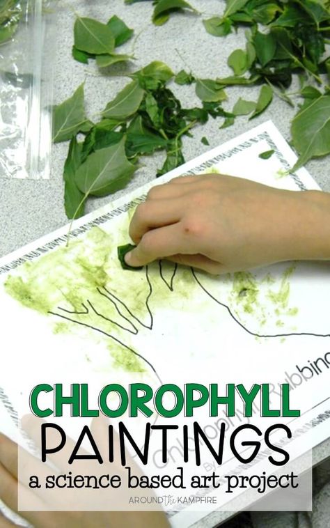 Chlorophyll paintings for kids are a great way to integrate art into your plant science activities as students learn about photosynthesis and the life cycle of plants. Plants Science Activities, Life Cycle Of Plants, Aktiviti Tadika, Plant Activities, Forest School Activities, Tree Study, Nature School, Plant Life Cycle, Plant Science