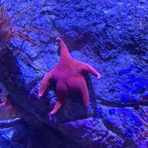 Someone Finds A Patrick-Lookalike Starfish At An Aquarium, Inspires A Funny PS Battle (20 Pics) | Bored Panda Funny Ocean Animals, Sea Bunnies, 웃긴 사진, Silly Animals, Ocean Animals, Wild Animal, Sea Animals, 귀여운 동물, Sea Creatures