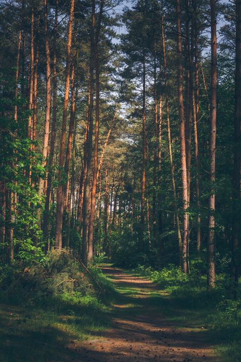 Nature photography A hiking trail in the sunny pine forest. #woods #trees #green Nature, Summer Walks, Pine Trees Forest, Vision Board Pictures, Forest Background, Evergreen Forest, Forest Photos, Forest Bathing, Forest Trail