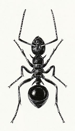 Ant Illustration 1 | By Turid Forsyth | Alexander Ross | Flickr Ant Tattoo, Bug Tattoo, Insect Tattoo, Muster Tattoos, Bug Art, Insect Art, Scientific Illustration, Animal Totems, Bugs And Insects