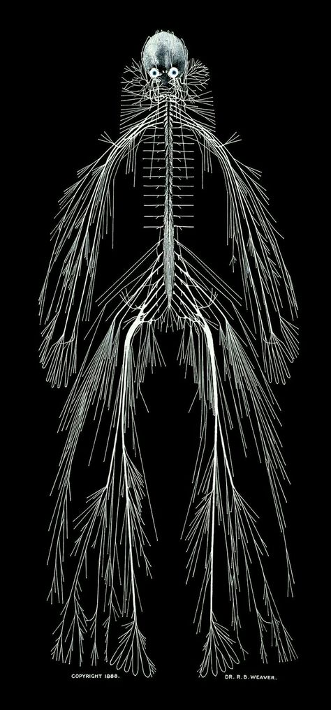 Systems Art, Nervous System Anatomy, Nerve Anatomy, Human Nervous System, Brain Art, Human Body Systems, Human Anatomy Art, Medical Anatomy, Medical Art