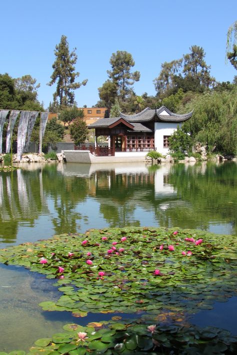 The Chinese Garden at The Huntington - pond with lotus flowers #TheHuntington #ChineseGarden #botanicalgardens #lotus #pond #Pasadena #California Los Angeles, Huntington Library And Botanical Gardens, Lotus Pier, Science Sans, Lotus Garden, Huntington Library, Nature Science, Japan Garden, Los Angeles Travel