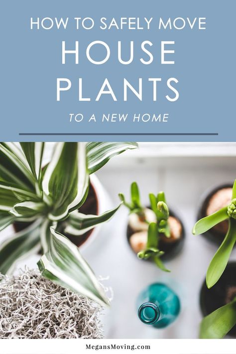 Moving can have a negative impact on houseplants, so it's important to handle them with great care during the process. Here are some tips to help them survive the move. Moving Tips, Moving Plants, Moving House Tips, Move House, Moving Truck, House Tips, Plant Hacks, Moving Home, Moving Day