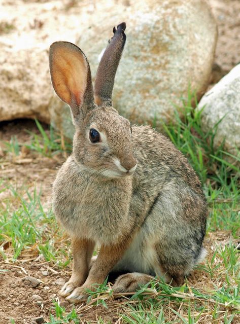 Wild Rabbit by ~photographyflower on deviantART Bunny Rabbit Photography, Rabbit Leaping, Forest Rabbit, Wild Bunny, Animals Rabbit, Wild Hare, Rabbit Pictures, Rabbit Photos, Beautiful Rabbit
