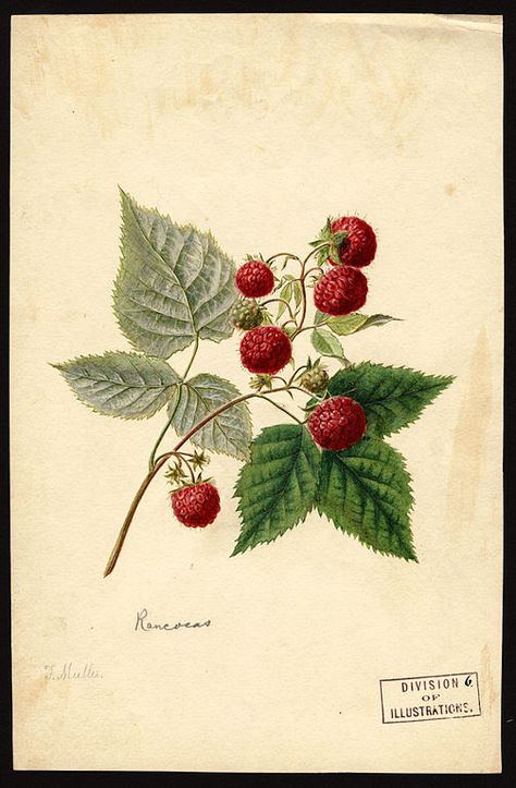 Raspberry Tattoo, Berry Tattoo, Frank Muller, Black Raspberries, Raspberry Plants, Red Raspberry Leaf, Illustration Botanique, Fruits Drawing, Fruits Images