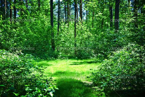Glade - open grassy area within a woodland Nature, Open Forest Landscape, Grotto Garden, Town Background, Wooded Area, English Landscape, Summer Forest, Woodland Flowers, Urban Forest