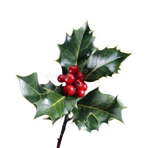 Leather Wreath, Holly Aesthetic, Holly Leaves And Berries, Christmas Leaves, Christmas Berries, Winter Leaves, Winter Berries, Holly Leaves, Holly Berry