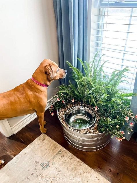 Tired of puddles on the floor from your pet's water dish? Any dog owner knows how frustrating it is to walk through water on the floor, or even worse, slip! But fortunately this easy tutorial will show you how to make a diy dog water bowl planter that will complement your home decor and keep your floor mess-free. I include the best non-toxic plants, succulents and planter / box ideas for your indoor garden. You can also easily use this same dog water planter as a stand for their food. Dog Bowl Succulent Planter, Dog Food Dish Stand, Dog Water Bowl Station, Hide Dog Bowls Ideas, Dog Water Bowl With Plants, Elevated Dog Water Bowl, Flower Pot Dog Water Bowl, Diy Dog Water Bowl Planter, Frozen Water Bowl For Dogs