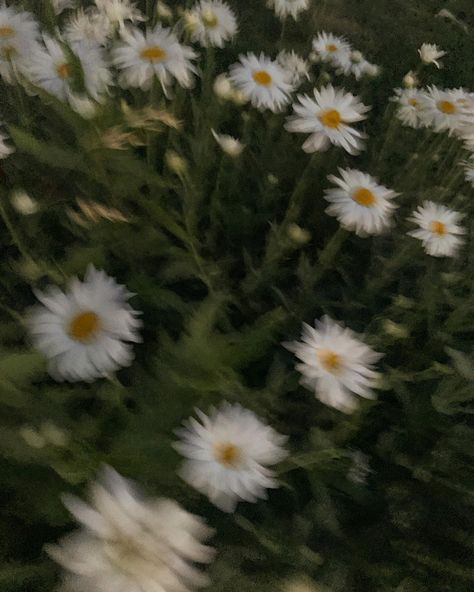 Nature, Daisy Darker Aesthetic, Daisy Core Aesthetic, Daisy Buchanan Aesthetic, Feral Academia Aesthetic, Daisy Flowers Aesthetic, Daisy Darker, Daisy Flower Aesthetic, Daisy Core