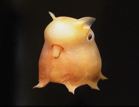 Ten of the Worlds Strange Animals You Might Not Have Heard of Before Rare Animals, Deep Sea Creatures, Cool Sea Creatures, Weird Sea Creatures, Bizarre Animals, Dumbo Octopus, Ugly Animals, Beautiful Sea Creatures, Interesting Animals