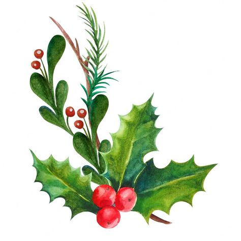 Premium Photo | Watercolor illustration christmas decoration holly leaves and berries Christmas Plants, Christmas Greenery, Christmas Graphics, Wreath Watercolor, Holly Berries, Birth Month Flowers, Holly Leaf, Christmas Holly, Christmas Clipart