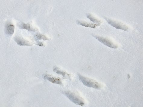Rabbit tracks Nature, Rabbit Footprint, Rabbit Footprints, Rabbit Tracks, Footprints In The Snow, Animal Footprints, North American Animals, Usagi Yojimbo, Animal Tracks