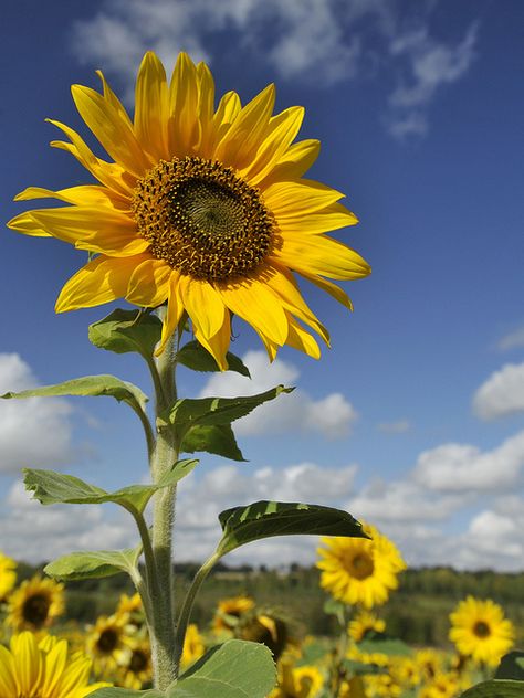 Tanaman Sukulen, Illustration Blume, Sunflowers And Daisies, Sunflower Pictures, Sunflower Wallpaper, Sunflower Art, Happy Flowers, Sunflower Fields, Alam Semula Jadi