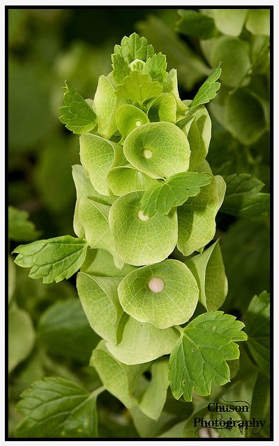 Bells of Ireland-- my new favorite flower! Nature, Bells Of Ireland Tattoo, Irish Flowers, Bells Of Ireland, Flower Identification, Line Flower, Killarney, Peridot Green, Unusual Flowers